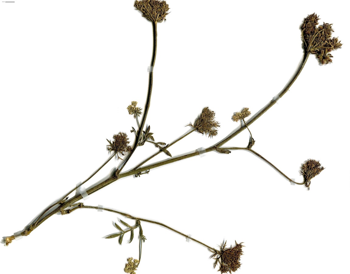 Daucus carota subsp. maritimus (Apiaceae)